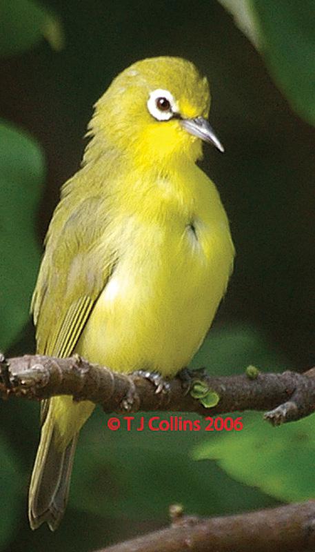 澳洲黄绣眼鸟 澳洲黄绣眼鸟的图片