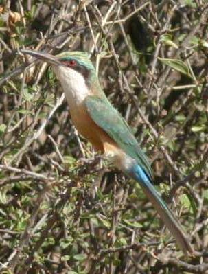 ������仢��ͼƬ