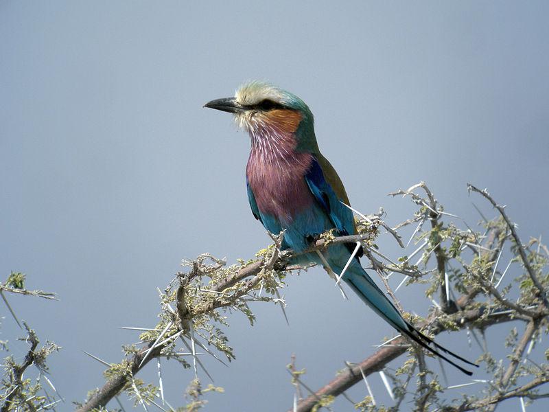 紫胸佛法僧 紫胸佛法僧的图片