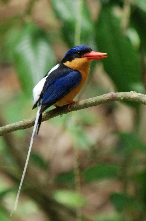 ��β�����