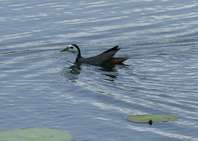 ˹��������Ϭ��