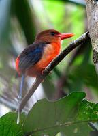 �ֱ������