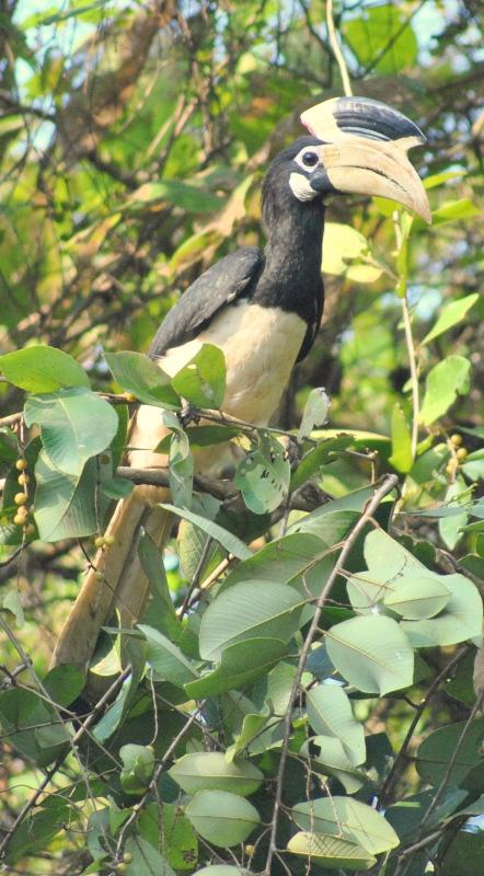 ӡ�ȹڰ�Ϭ���ͼƬ