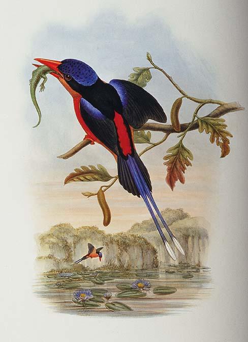 粉胸仙翡翠 粉胸仙翡翠的图片