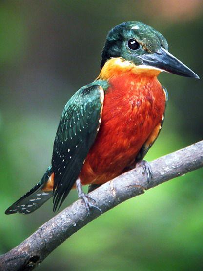 棕腹绿鱼狗 棕腹绿鱼狗的图片