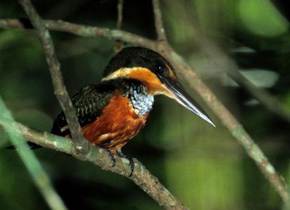 �ظ����㹷