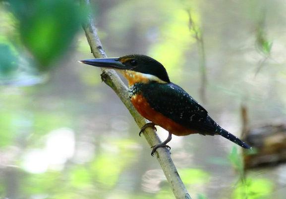 �ظ����㹷