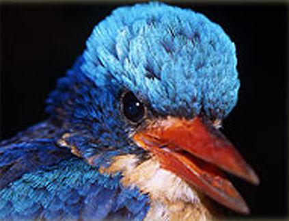 �ڳ�������ͼƬ