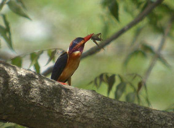 �ۼ�С����