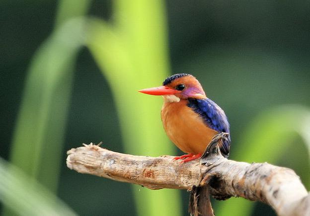 �ۼ�С����