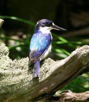 ���ɱ������