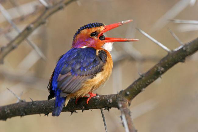 �ۼ�С����