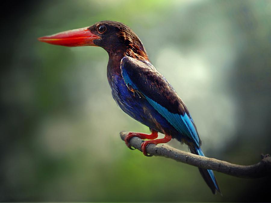 爪哇翡翠 爪哇翡翠的图片