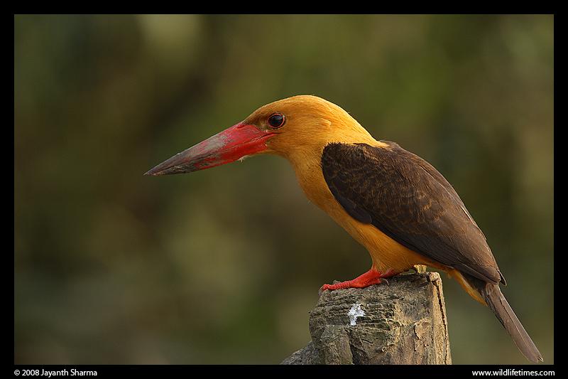 �ֳ�����ͼƬ