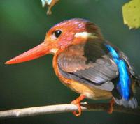 С��ֺ����