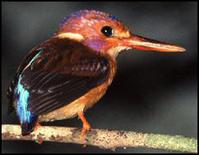 С��ֺ����