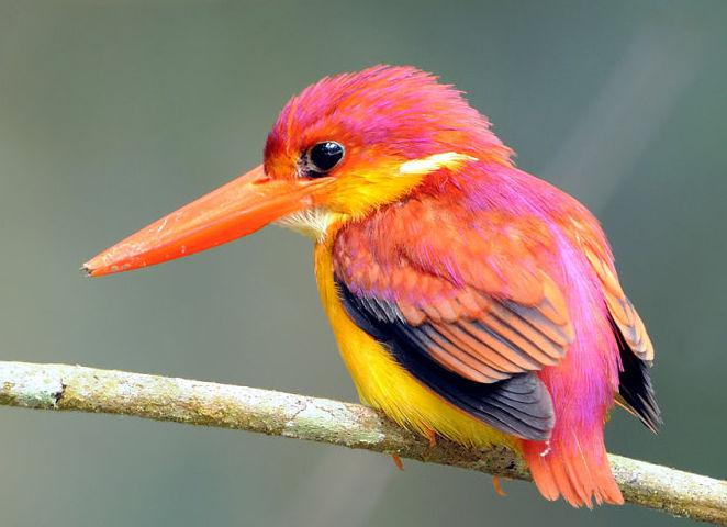 �ر���ֺ����