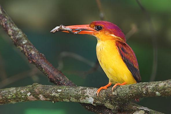 �ر���ֺ����