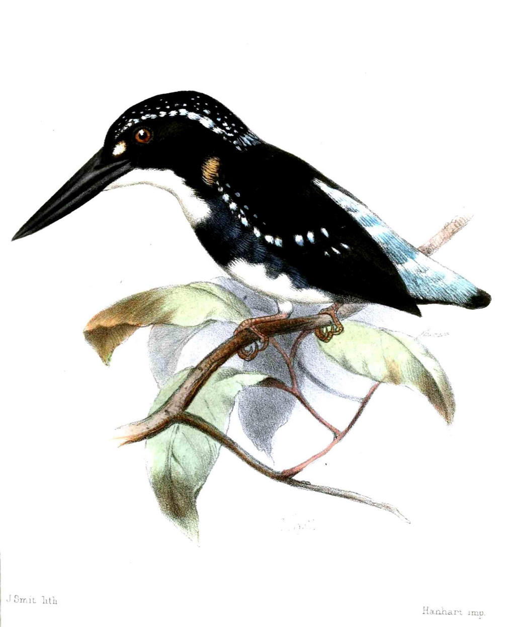 银翠鸟 银翠鸟的图片