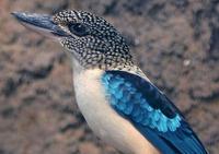 Ц������