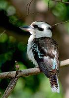 Ц������