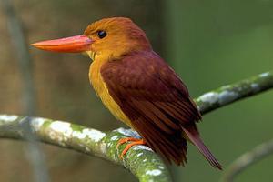 �������ͼƬ