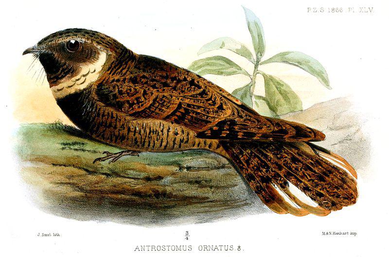 ��ҹӥ��ͼƬ