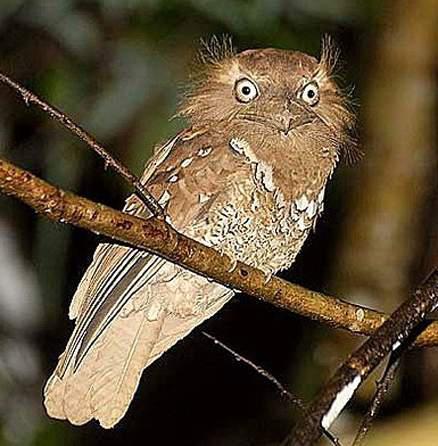 ���ɱ����