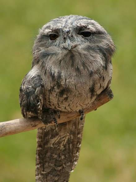 ���ɱ����