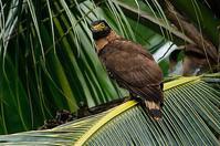 苏拉威西岛蛇雕 苏拉威西岛蛇雕的图片