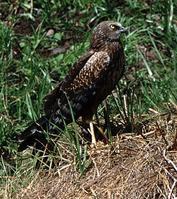 ���������ε�ͼƬ