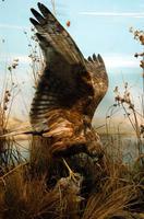 沼泽鹞 沼泽鹞的图片