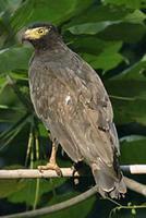 安达曼群岛蛇雕 安达曼群岛蛇雕的图片