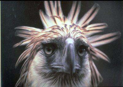 ���ɱ�ӥ��ͼƬ