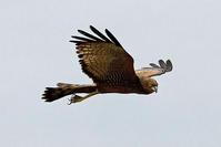 �ߵ��ε�ͼƬ