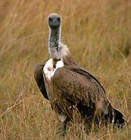 ���ްױ�أ�յ�ͼƬ