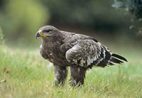 ���޲�ԭ���ͼƬ