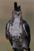 饰冠鹰雕 饰冠鹰雕的图片