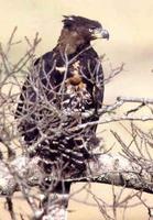 ��ӥ���ͼƬ