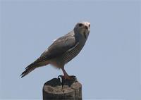 ���\��ͼƬ