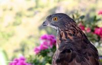 苏拉威西岛鹰雕 苏拉威西岛鹰雕的图片