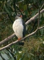 ��ü�����\