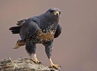 �����\��ͼƬ