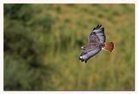 ���޳�β�\��ͼƬ