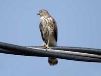 �ֶ�ȸӥ��ͼƬ