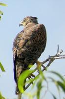 �ּ�ӥ��ͼƬ