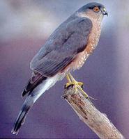 条纹鹰 条纹鹰的图片