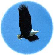 ��ͷӥ��ͼƬ