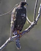 �ڰ�ȸӥ��ͼƬ