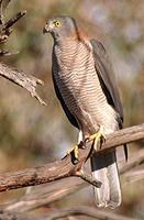 �ߵ�βӥ��ͼƬ